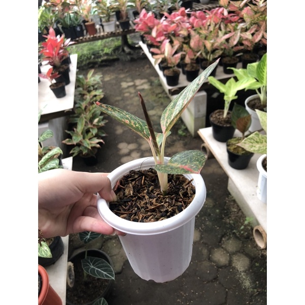 Aglaonema Ken Dedes