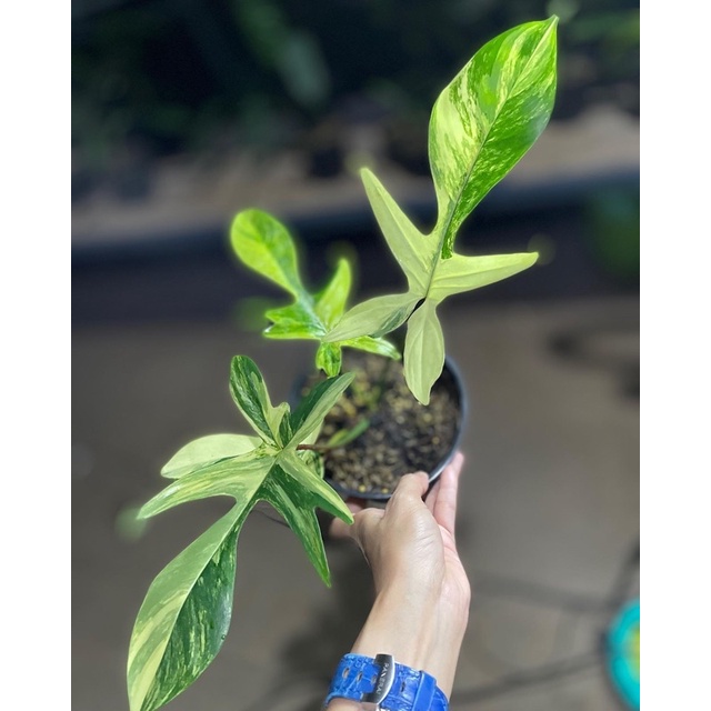 Florida Beauty Variegata