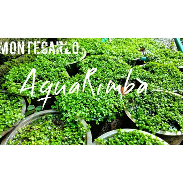 Montecarlo Tanaman Aquascape Shopee Indonesia