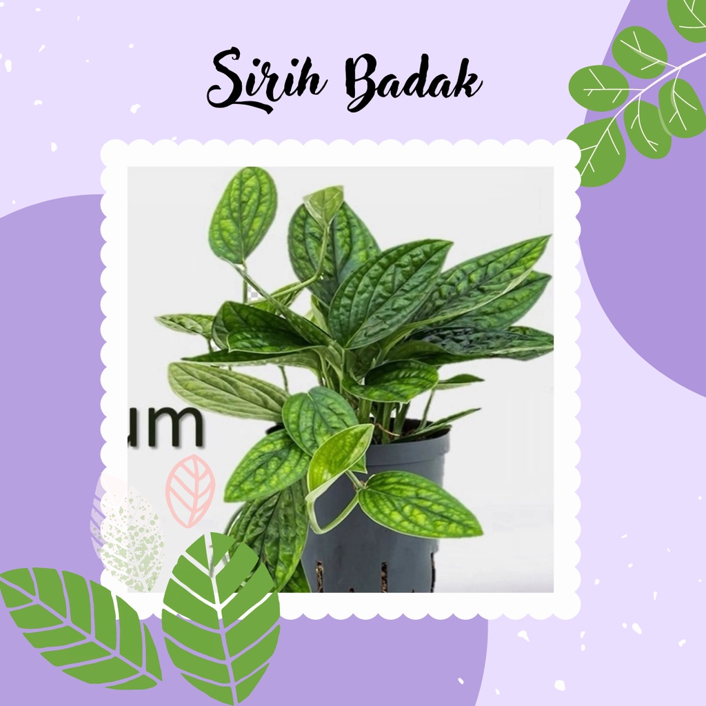 Tanaman Hias Gantung Sirih Badak Sirih Badak Tanaman Hias Sirih Badak
