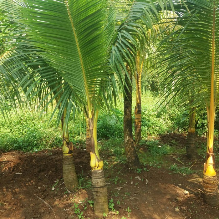 bibit pohon kelapa 2 meter murah
