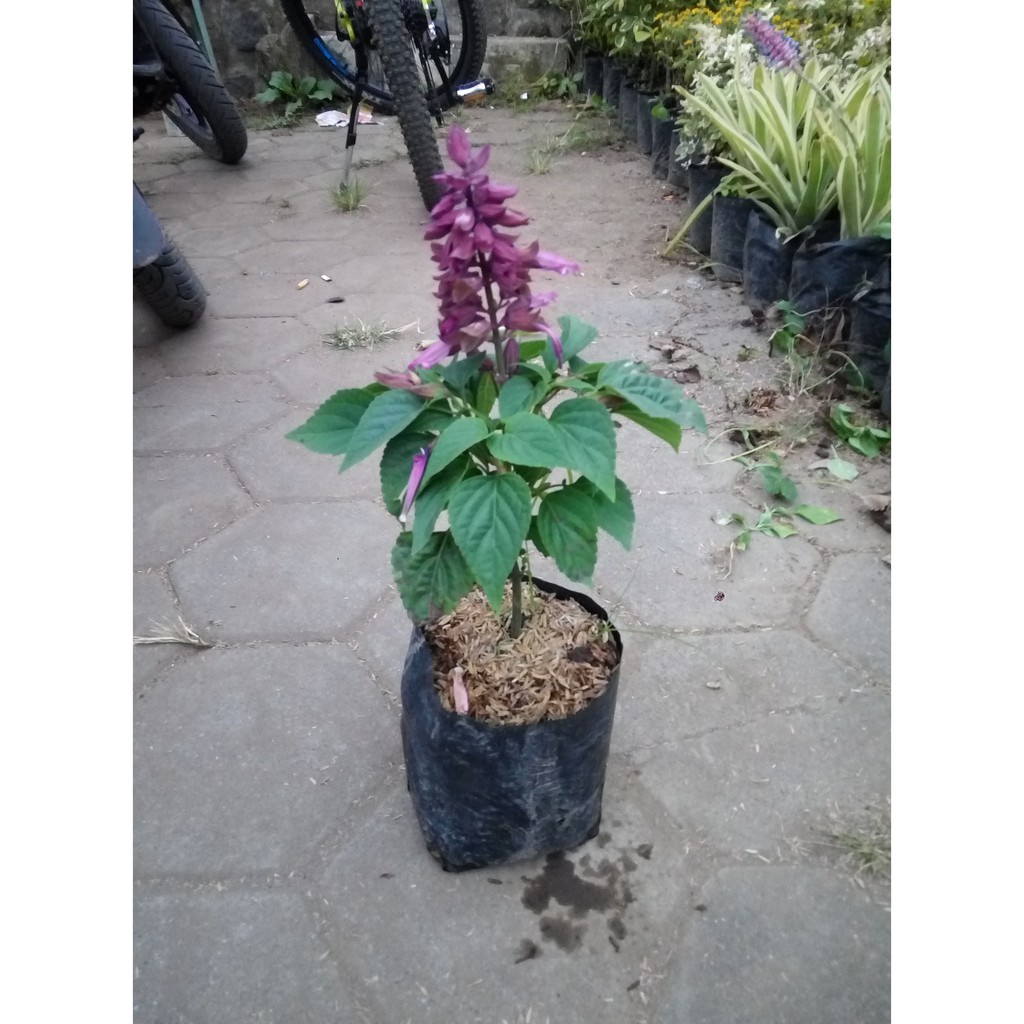 Bunga Salvia - Penurun Demam - Herbal - Tanaman Hias