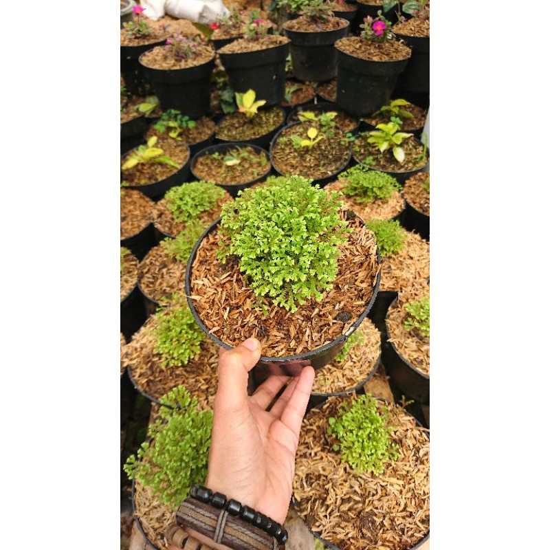 Jual tanaman hias rane lumut tanaman hias rane lumut tanaman hias ...