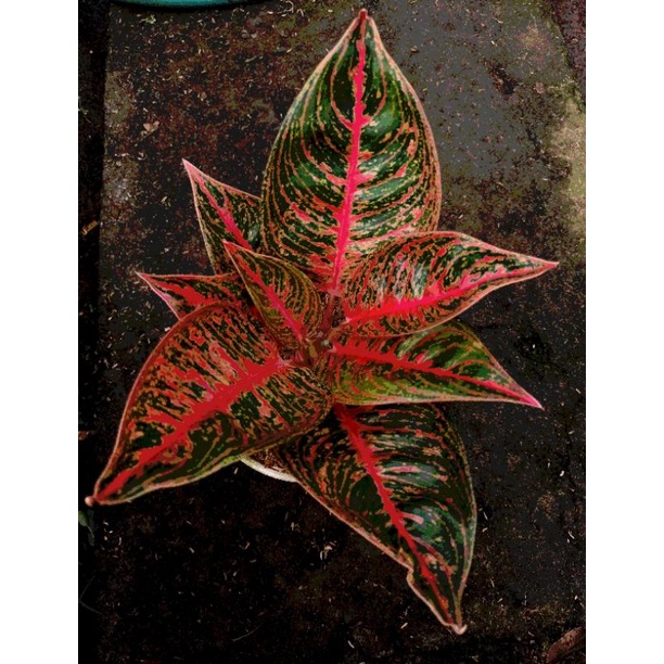 Aglaonema Reanita