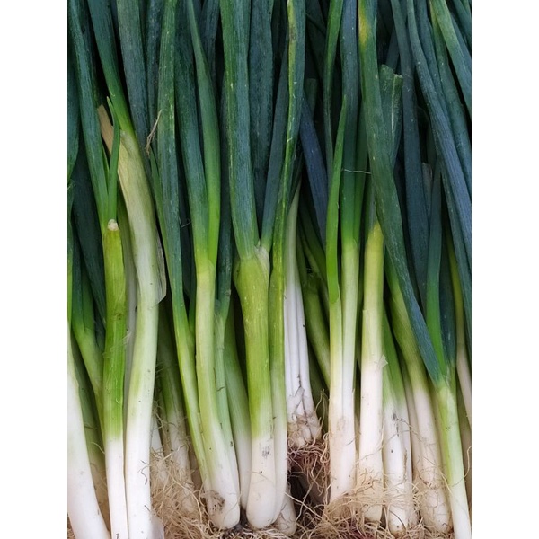

Daun bawang (500 gram)
