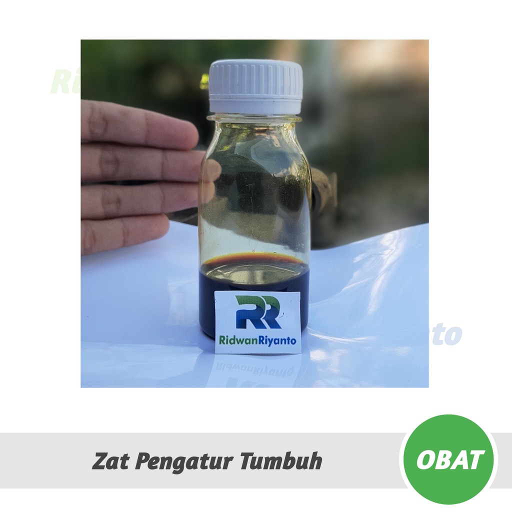 OBAT Khusus Semai Cabai  yaitu ZPT Zat Pengatur Tumbuh dan Fungisida