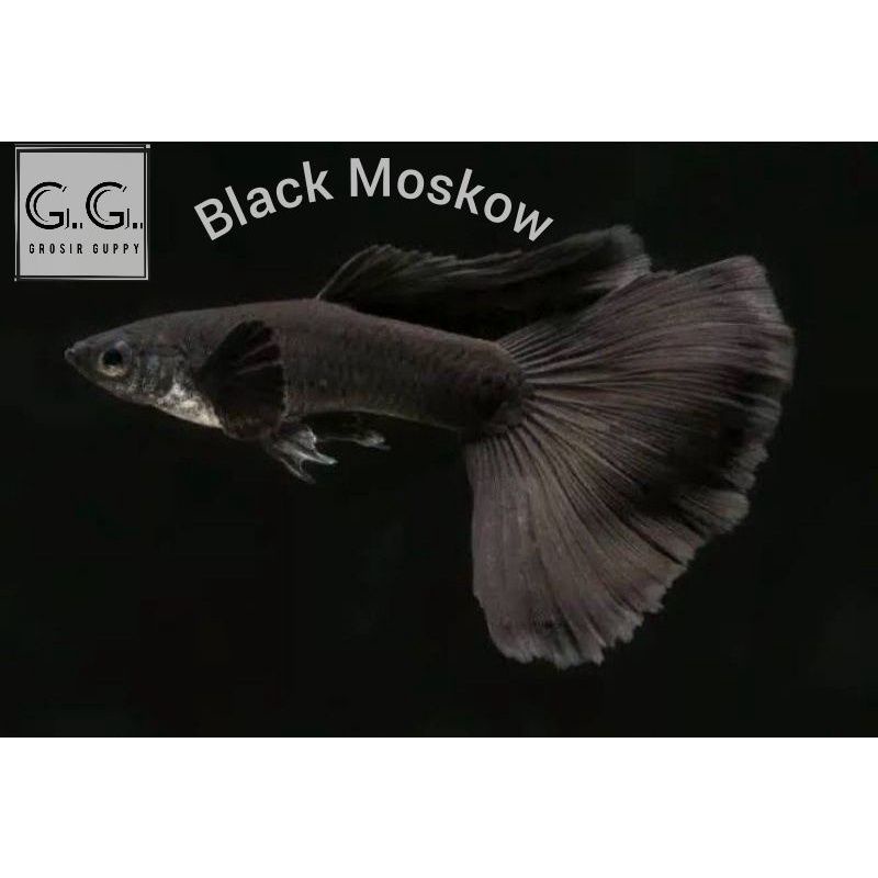 

Promo Murah ikan Guppy hias aquarium BlackMoskow