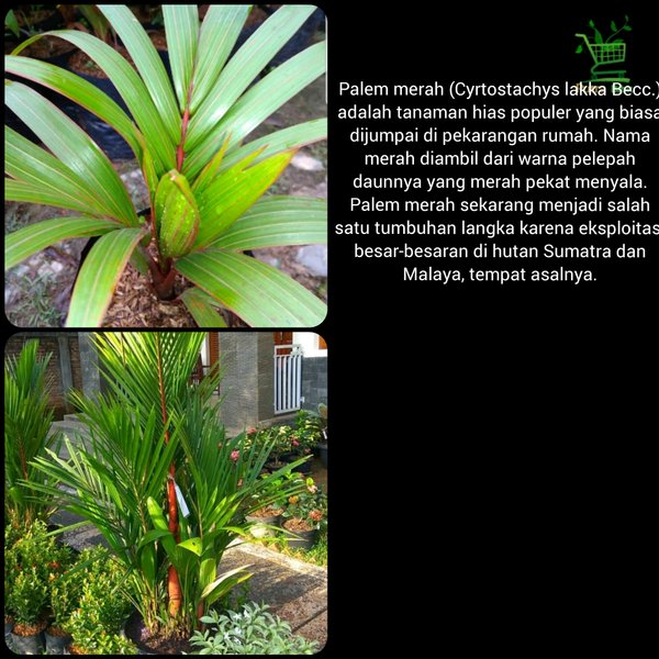 Pohon Hias Palem Merah - Bibit Palm Pinang Batang Taman