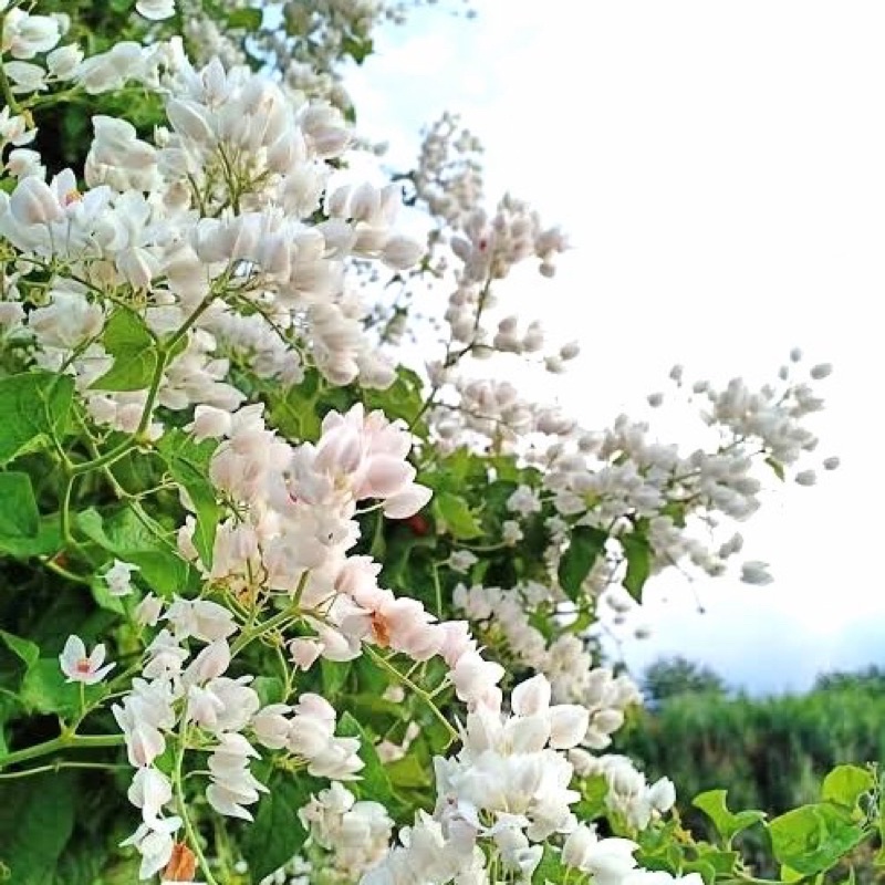 Amefurashi 1 Bibit Benih Biji AMP Putih Bunga Air Mata Pengantin Putih