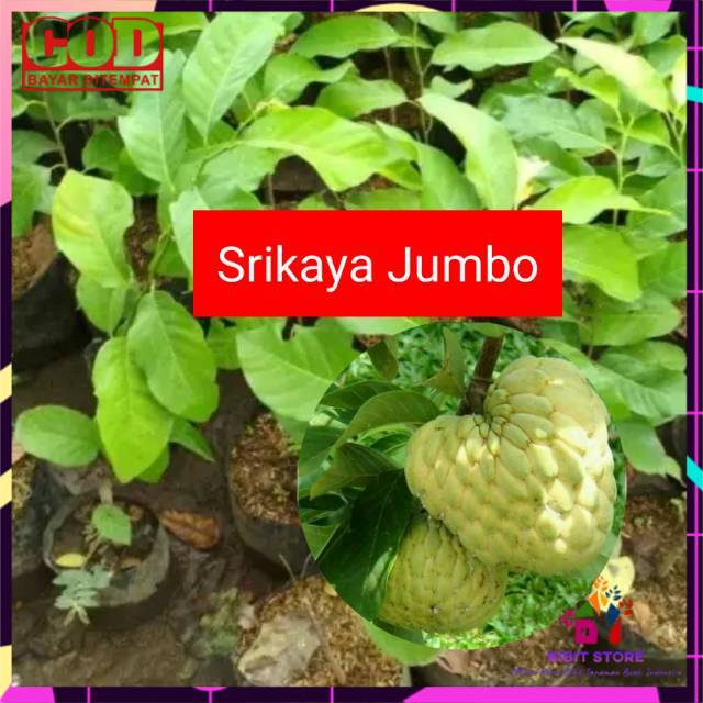 BIBIT SRIKAYA JUMBO