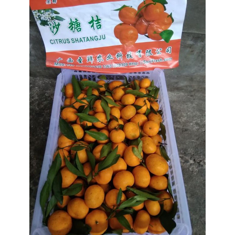 

Jeruk Shantang Santang Daun Fresh Per Keranjang