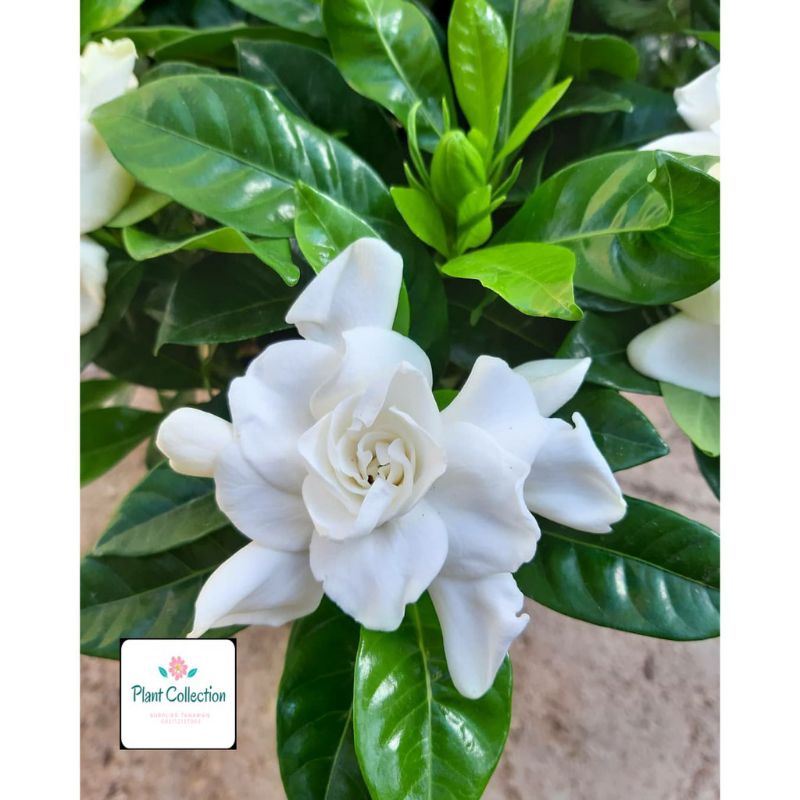 TANAMAN HIAS GARDENIA JASMINOIDES// KACA PIRING