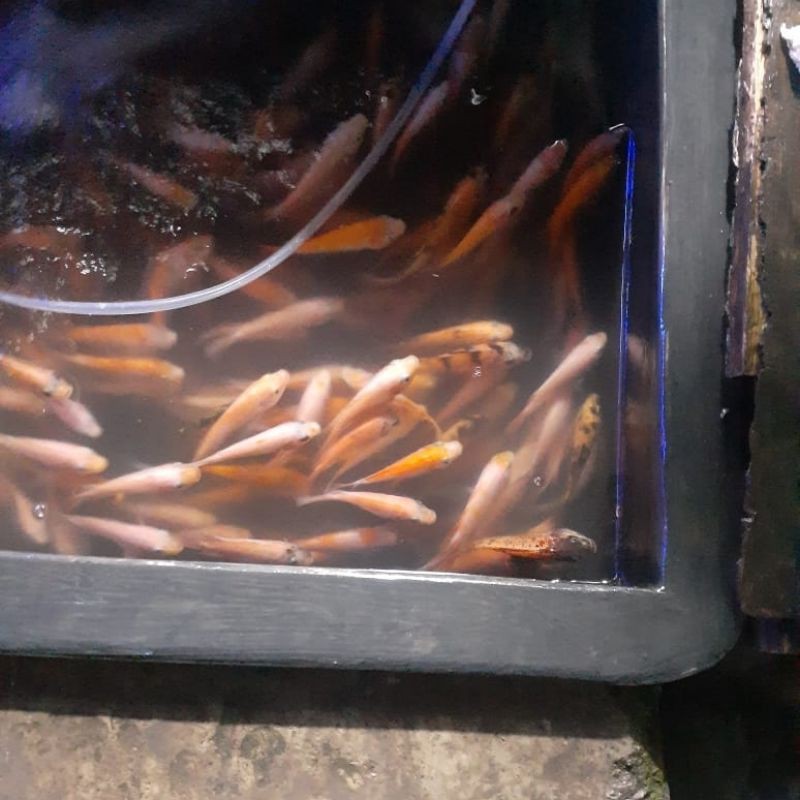 paket ikan nila merah isi 100 ekor / bibit ikan mujair nila konsumsi size 6-7 cm