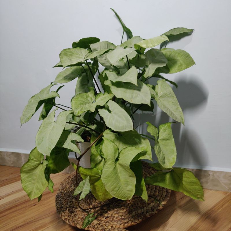 Jual Tanaman Hias Syngonium Imeperial White Syngonium Moonlight