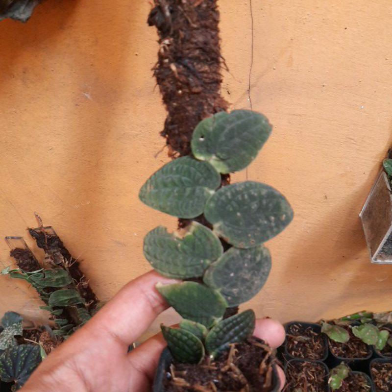 piper clypeatum, tanaman rare, terrarium , vivarium , paludarium