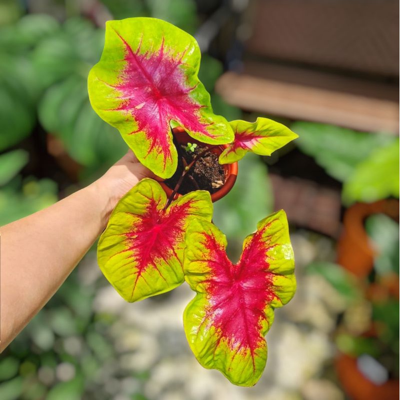 Tanaman Hias keladi Lemon Blush anakan murah / bibit keladi hias thailand lemon blush murah / caladi