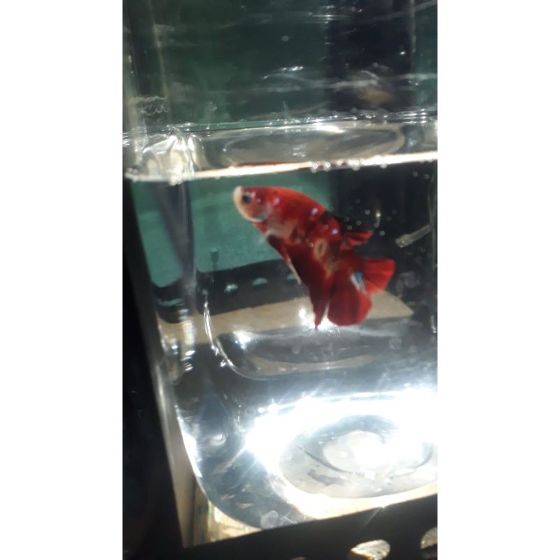 KOI GALAXY NENO