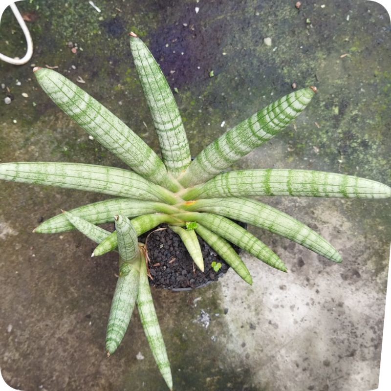 Sansiveria Boncel hijau dan varigata