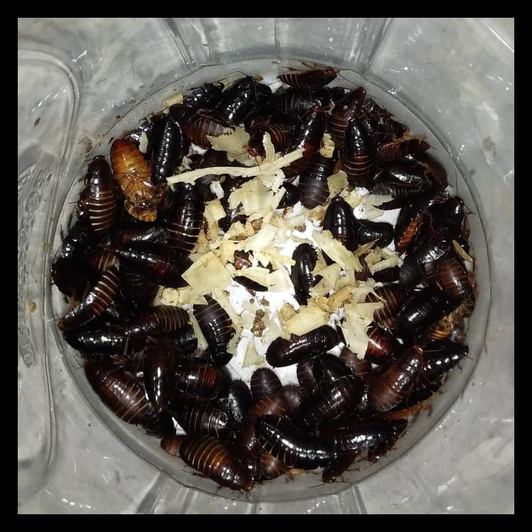 Hot List Kecoa Batu Kecoa Tanah Terkelak Menje Coro Ceremende Best Seller