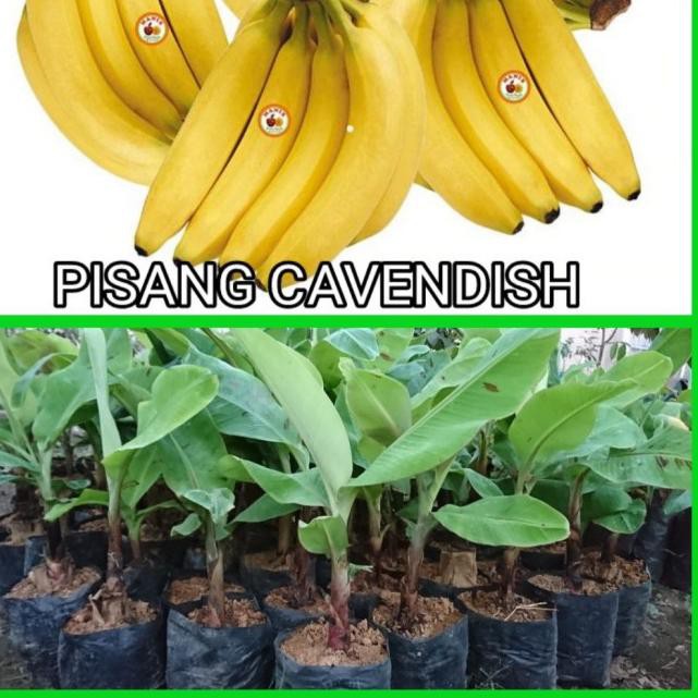 ➷fs Bibit Pisang Cavendish Pohon Pisang Cavendish Tanaman Pisang Cavendish ❁ ✴ ・