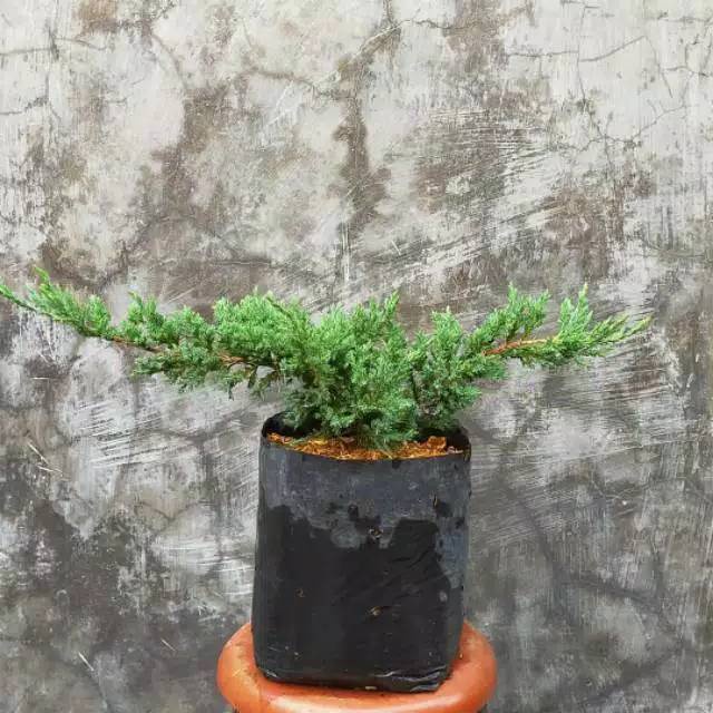Tanaman Hias Hidup Daun Cemara Bajul - Pohon Cemara Buaya Untuk Bahan Bonsai - Bonsai Cemara Buaya