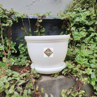 pot bunga tanaman lebah putih 12cm tatakan putih pot bunga tanaman lebah putih 12cm tatakan putih