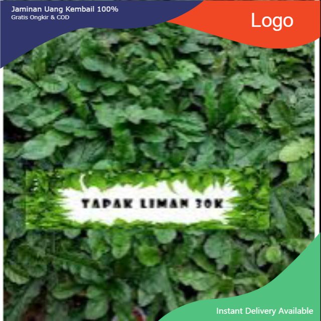 

Promo Daun tapak liman segar 1kg tapakliman organik