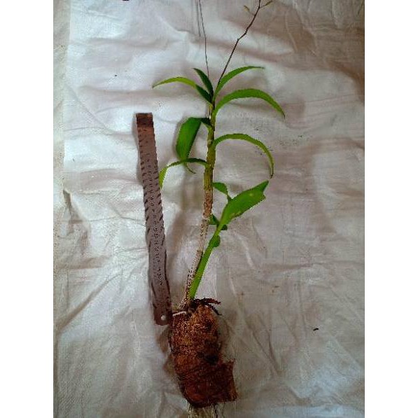 Terbatas anggrek dendro dendrobium superbiens superbin superbien dewasa 8FG