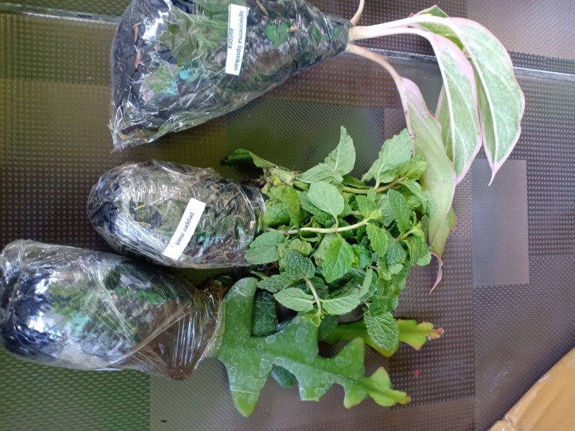 Bibit Tanaman Hias Daun Aglaonema Lipstiksian Aurora