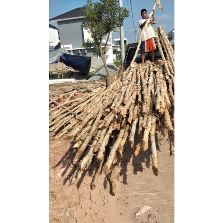kayu gelam, steger, cerucup dll