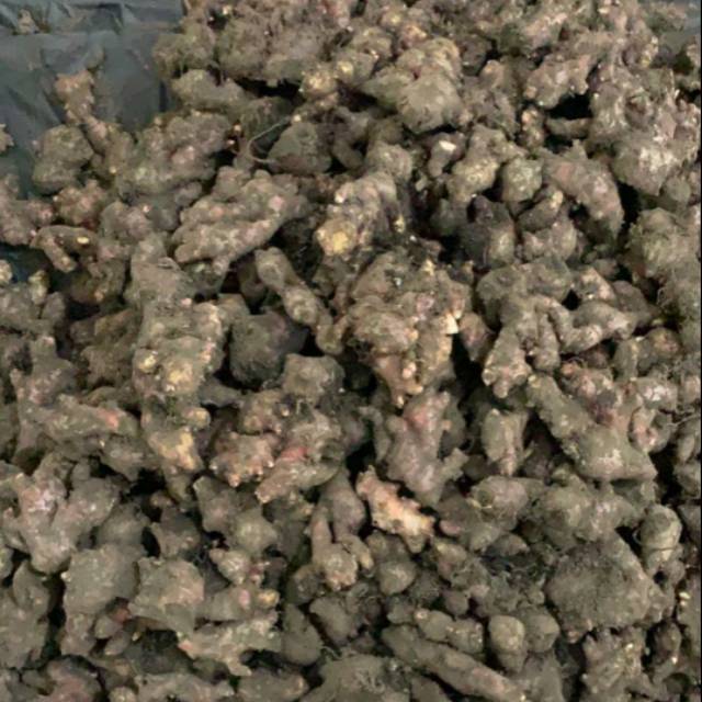 

Jahe Emprit Segar Murah