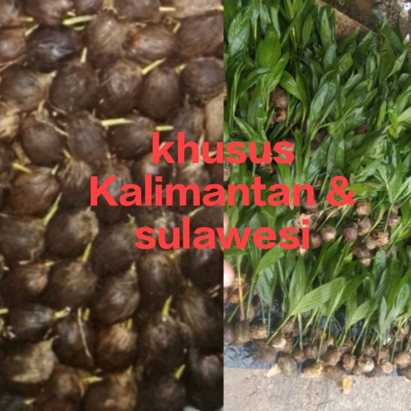 isi 100 pinang betara+5%gratis bibit pinang betara