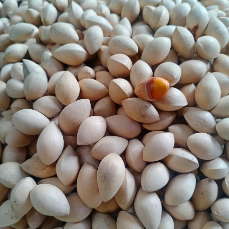 

Gingko Biloba / Pek Ko Ada Kulit 250 Gram