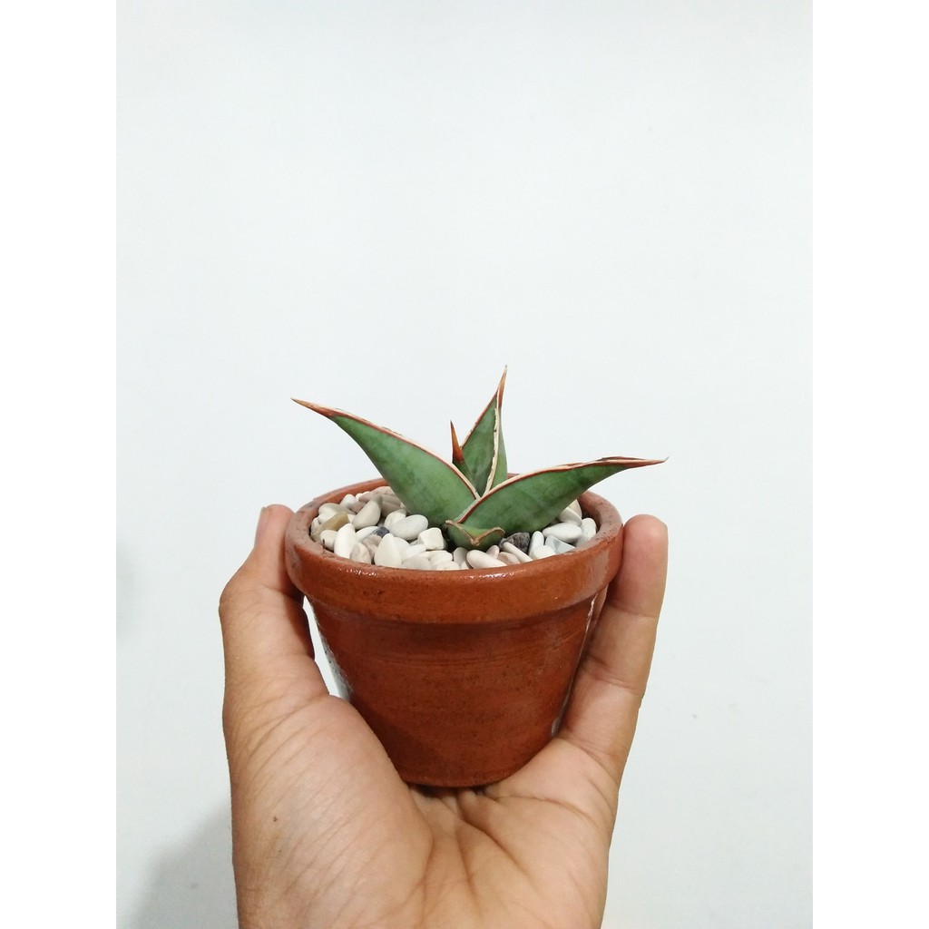 SANSIVERA PINGUIN | KAKTUS | SUKULEN | TANAMAN HIAS