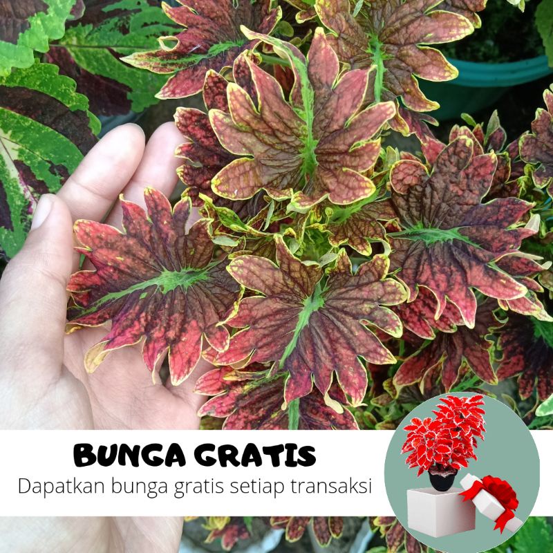 BUNGA MIANA / MIANA STEK / MIANA HIDUP / BUNGA HIDUP / MIANA MURAH / MIANA PREMIUM / BIBIT MIANA