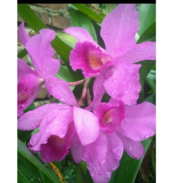 Anggrek Cattleya dewasa