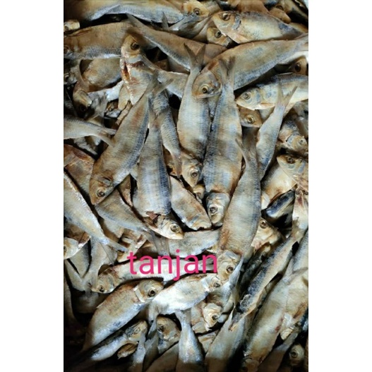 

ikan asin//tanjan//ikan asin murah//ikan asin fresh//ikan tanjan