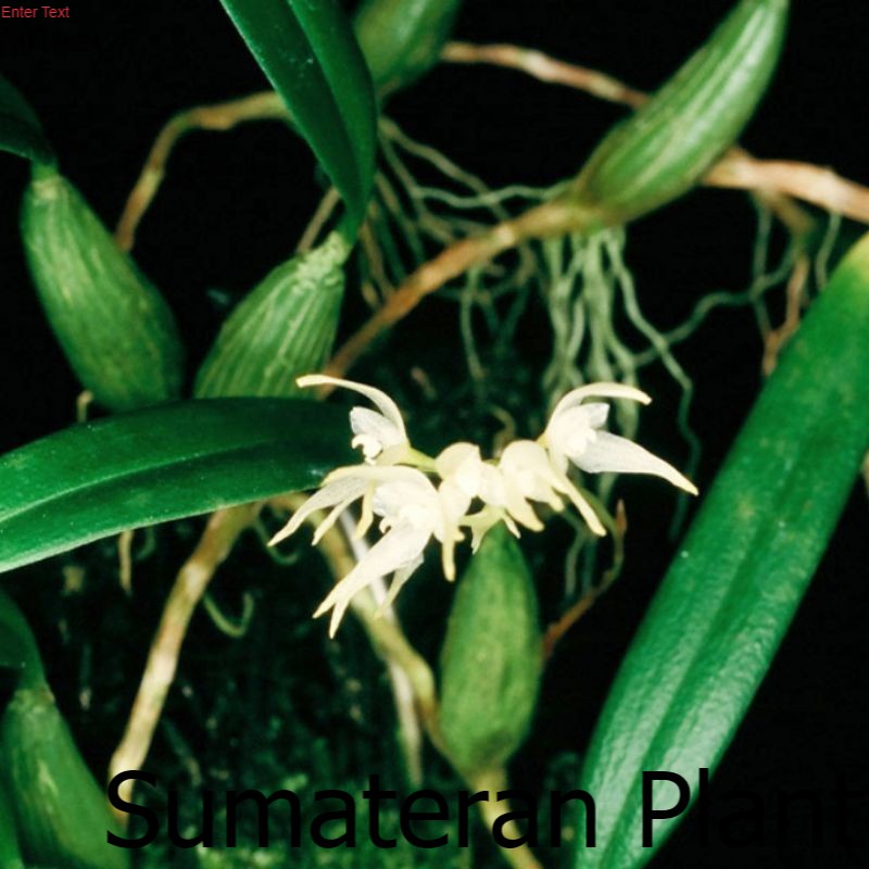 Anggrek Bulbophyllum sulcatum Anggrek Hutan Sumatera Anggrek Batang Hijau ; Jual Beli Tanaman Sumate