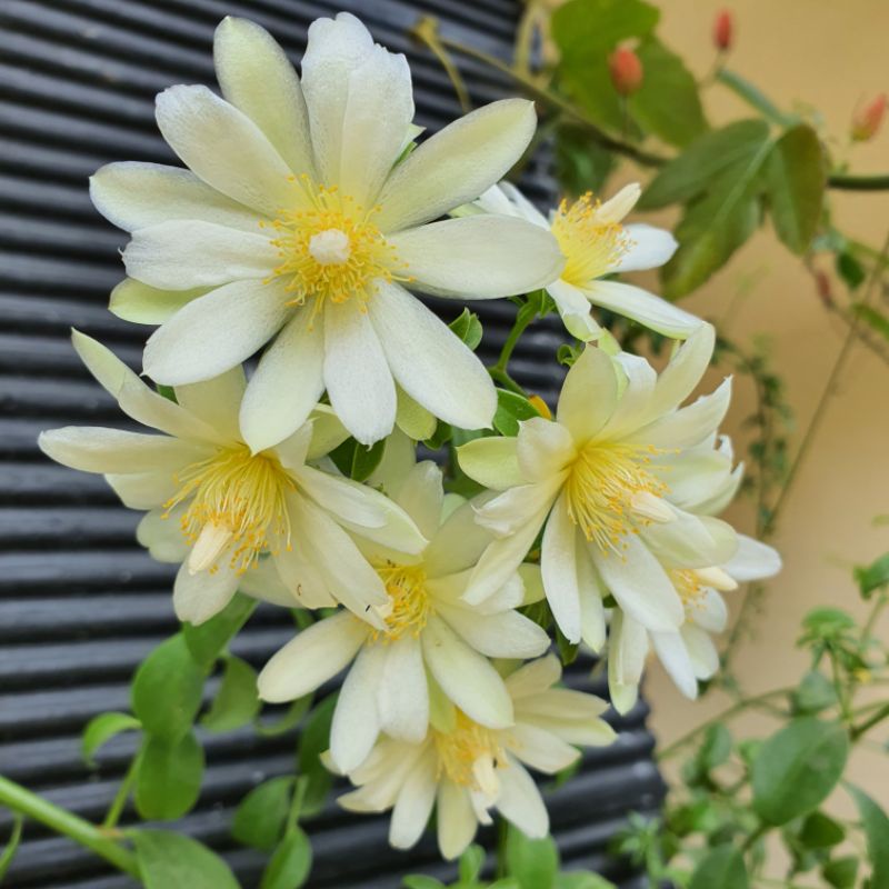 Ora Pro Nobis Pereskia Aculeata Lemon Vine Barbados Gooseberry Pareskia Aculeata untuk Herbal maupun