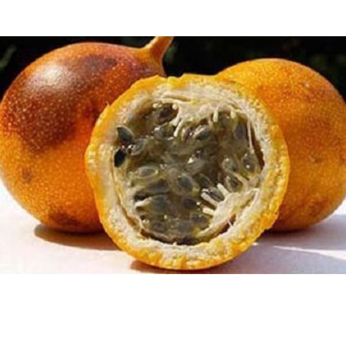 Bibit Markisa Konyal