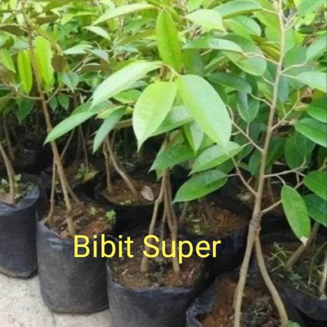 Bibit durian bawor kaki 3 super
