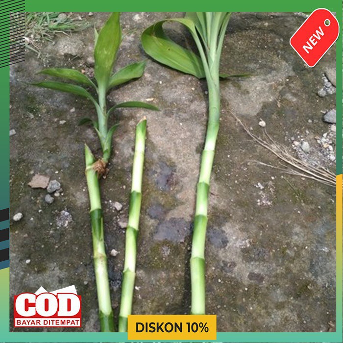 BAMBU HOKI - BAMBU AIR - BAMBU HIAS