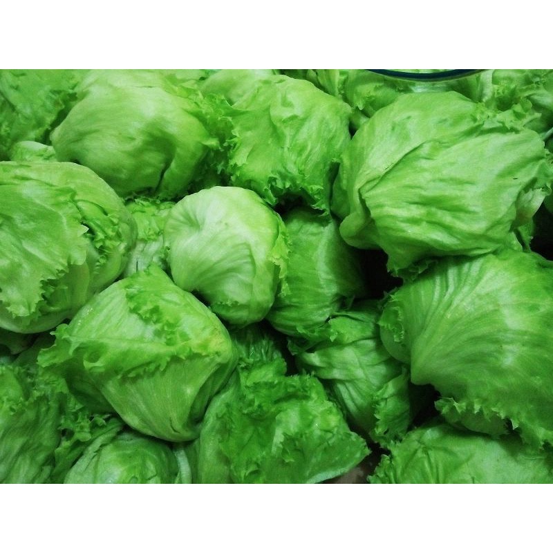 

lettuce head 1kg