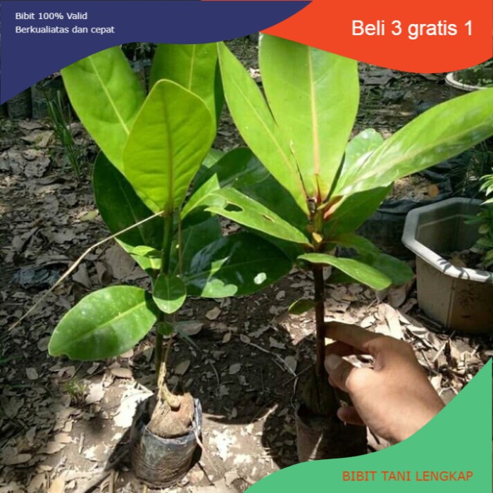 Bibit Tanaman Pohon Ketapang Laut