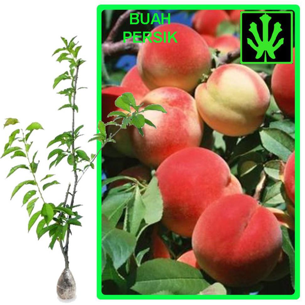 Laris Murah Tanaman Buah Persik - Tinggi 50Cm H2O