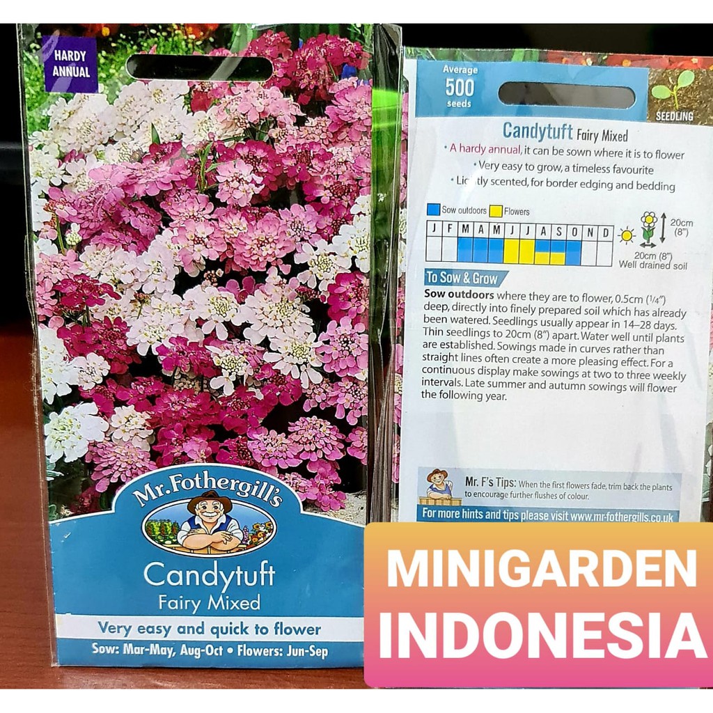 Benih Bunga CANDYTUFT FAIRY MIXED PACK 500 BIJI F1 Mr. Fothergills Bibit tanaman