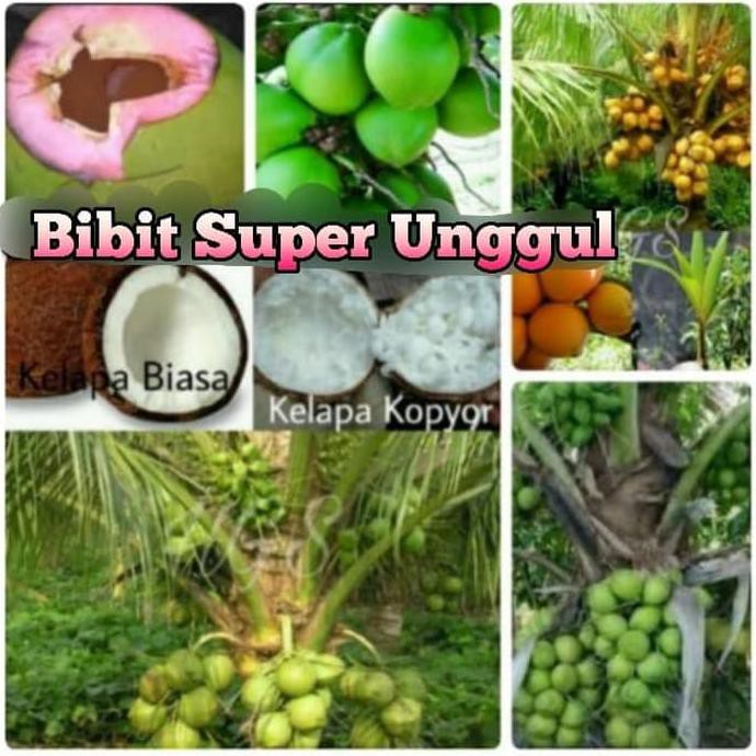 R3Brn Paket 5 Batang Bibit Kelapa Wulung, Puyuh, Gading, Kopyor, Nias