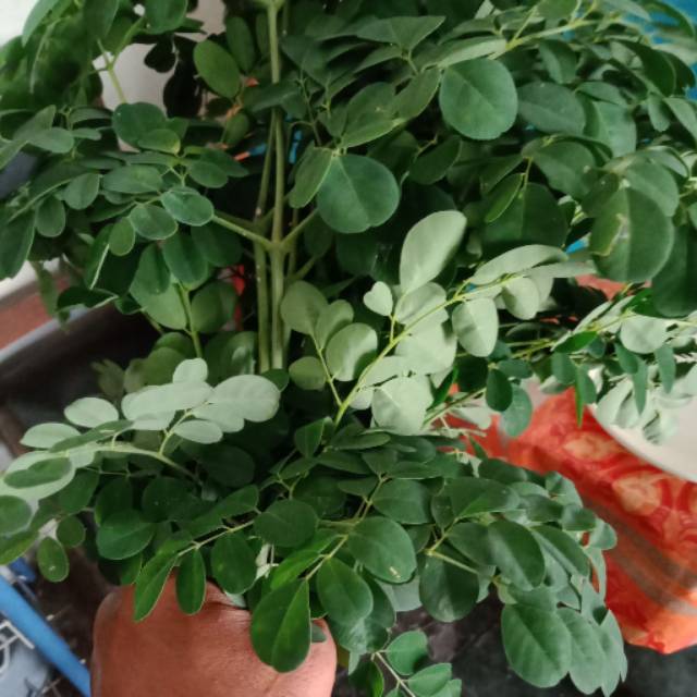 

1 kg daun kelor segar daun obat herbal