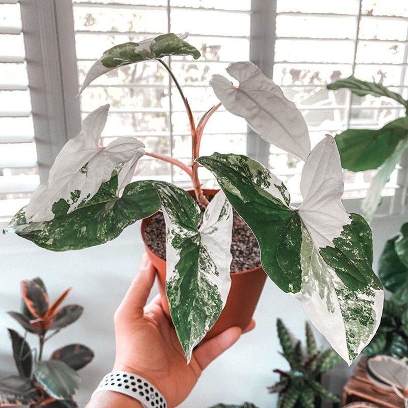 (BISA COD) Tanaman hias sygonium albo varigata - sygonium varigata