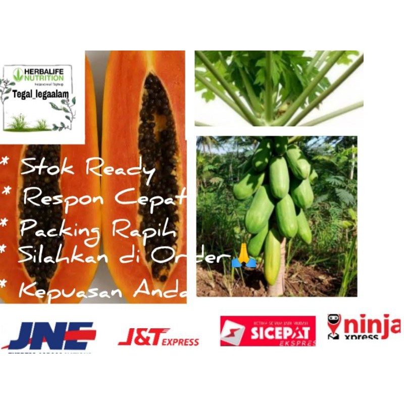 Bibit Buah Pepaya California Super/12biji